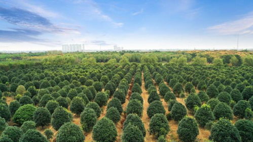 苗木花卉筑起产业升级绿色风景线
