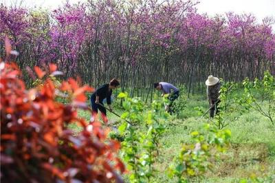 特色花卉产业 助力乡村振兴