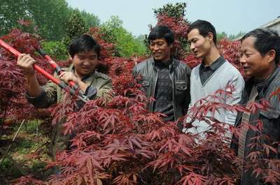 社旗城郊花为“媒”助推群众致富