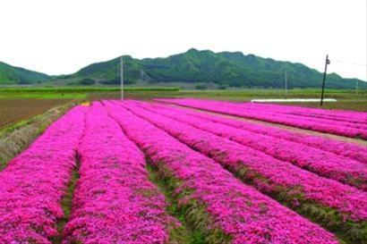 杭州市花卉苗木产业转型升级对策研究