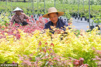 浙江德清:特色苗木花卉产业助农增收