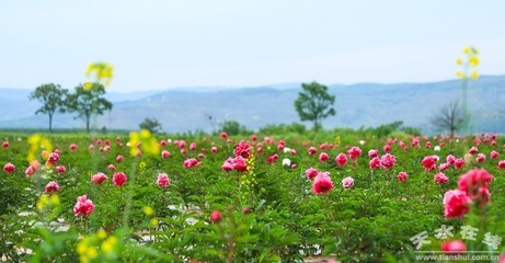 香怡南塬花开迎客来 文旅农康融合谱新篇(图)