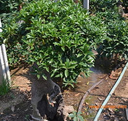 山东桂花基地 山东桂花种植基地 靓丽花卉苗木,山东桂花基地 山东桂花种植基地 靓丽花卉苗木生产厂家,山东桂花基地 山东桂花种植基地 靓丽花卉苗木价格