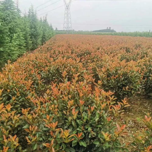 恭喜汝南县中生花木种植专业合作社入驻苗木通 河南驻马店雪松