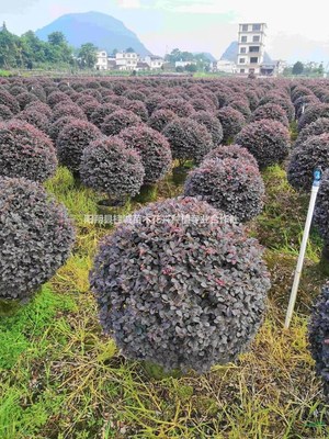 阳朔县桂诚苗木花卉种植专业合作社