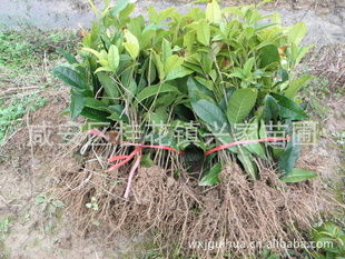 农户桂花苗批发湖北咸宁桂花镇1年生扦插桂花苗木 树苗 花卉种苗指导价 农户桂花苗批发湖北咸宁桂花镇