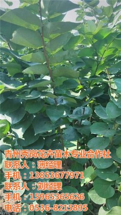 金叶女贞种植及价格,日照金叶女贞,秀岗花卉苗木(在线咨询)_金叶女贞培育及价格_世界工厂网